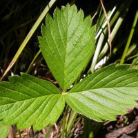 ŠUMSKA JAGODA LIST- FRAGARIAE FOLIUM